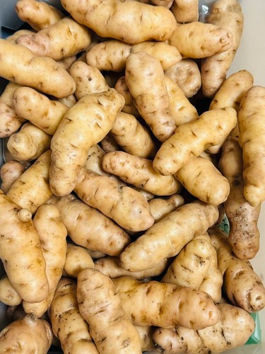 Pink fir apple seed potatoes - apple,