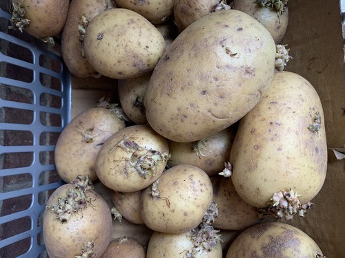 Organic potato seeds - , pcs