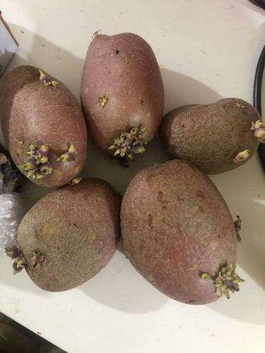 Sarpo mira seed potatoes - mira,