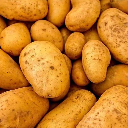 Pentland dell potato - 11,