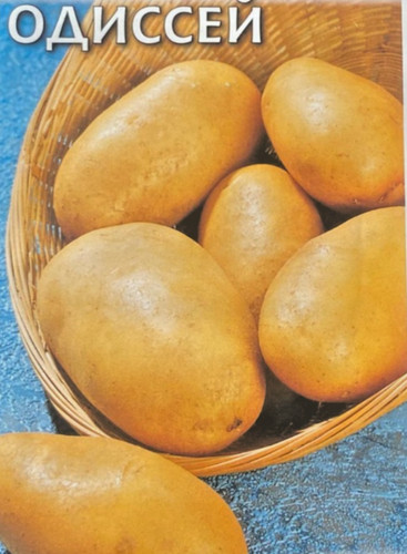 Potato russian seeds - russian,