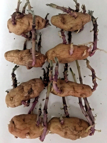Chitted sprouted pink fir - chitted,