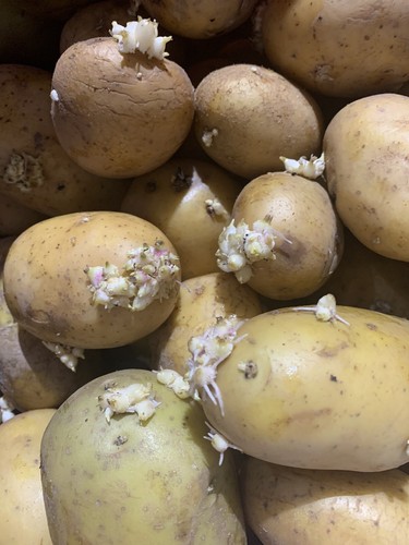 Maris piper organic potato - piper, 6