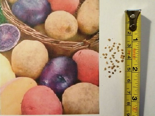 Rare hybrid potato seeds - hybrid,