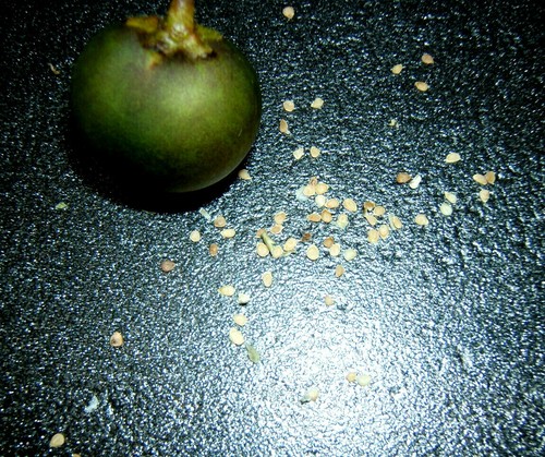 True parsnip seeds grown - parsnip,